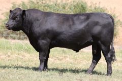 Lot 19 - Maryvale Silvano S148