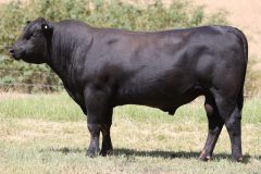 Lot 7 - Maryvale Sarge S150