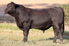 Lot 25 - Maryvale Sharp S172