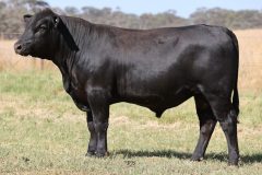 Lot 17 - Maryvale Showstopper S175