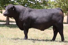 Lot 1 - Maryvale Sure S222