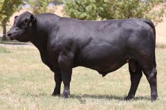 Lot 12 - Maryvale Sammy S231