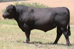 Lot 5 - Maryvale Showman S232
