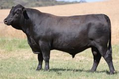 Lot 6 - Maryvale Satisfy S234