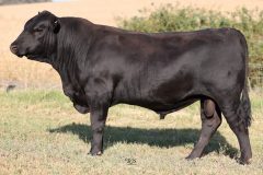 Lot 4 - Maryvale Sandiego S239