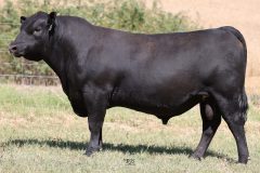 Lot 3 - Maryvale Standout S241