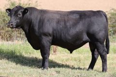 Lot 11 - Maryvale Sparky S242