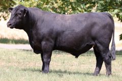 Lot 10 - Maryvale Soright S243