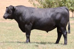Lot 9 - Maryvale Steakmaker S244