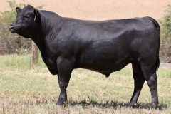 Lot 14 - Maryvale Shazam S245