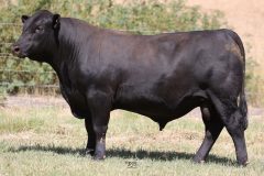Lot 8 - Maryvale Souvenir S246