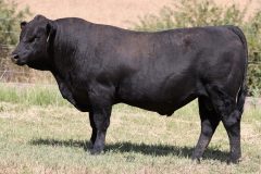 Lot 15 - Maryvale Special S248