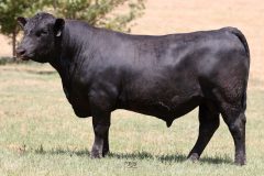 Lot 20 - Maryvale Steady S249