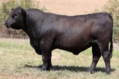 Lot 22 - Maryvale Steadfast S250