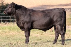 Lot 23 - Maryvale Specialist S251