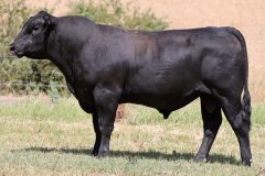 Lot 16 - Maryvale Squire S252