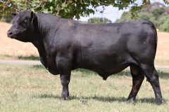 Lot 26 - Maryvale Spring S254