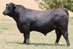 Lot 21 - Maryvale Sampson S255