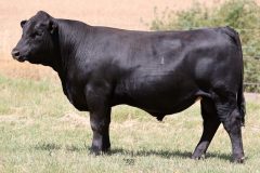 Lot 27 - Maryvale Spark S256