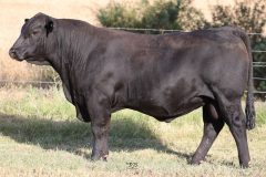 Lot 13 - Maryvale Santo S258