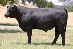 Lot 31 - Maryvale Tailor T303