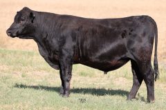 Lot 32 - Maryvale Tamworth T304