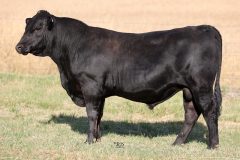 Lot 33 - Maryvale Talent T306