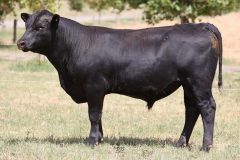 Lot 34 - Maryvale Talisman T307