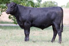 Lot 30 - Maryvale Tableland T308