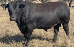 2024 Maryvale Sale Photos