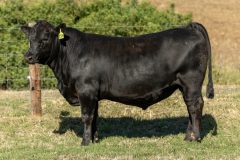 36-MSV22T378-36