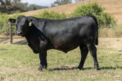 44-MSV22T295-44