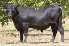MSV23U479